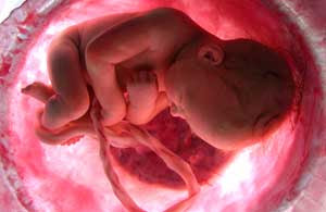 A primeira sala de aula de todos nós: O útero