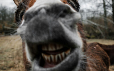 “Cuidado com os burros motivados”