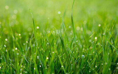 A grama do vizinho é sempre mais verde?